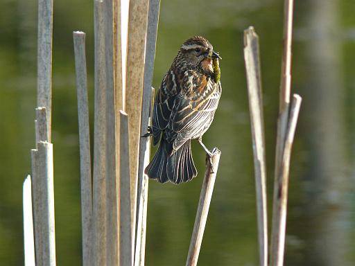 Female red-wing blackbird, Qualicum Beach.jpg - Female red-winged blackbird ( Agelaius phoeniceus ), Qualicum Beach, Vancouver Island